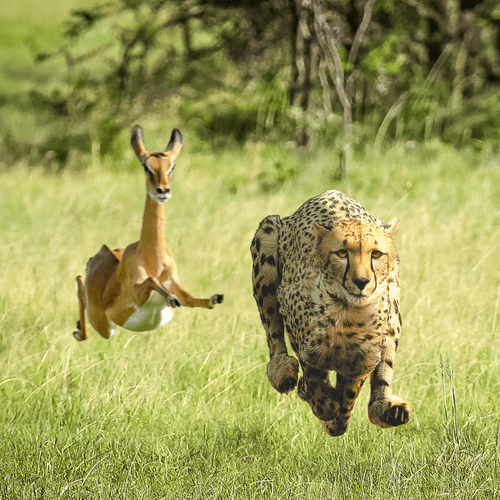 Tame Impala x Thundercat - No More Lies