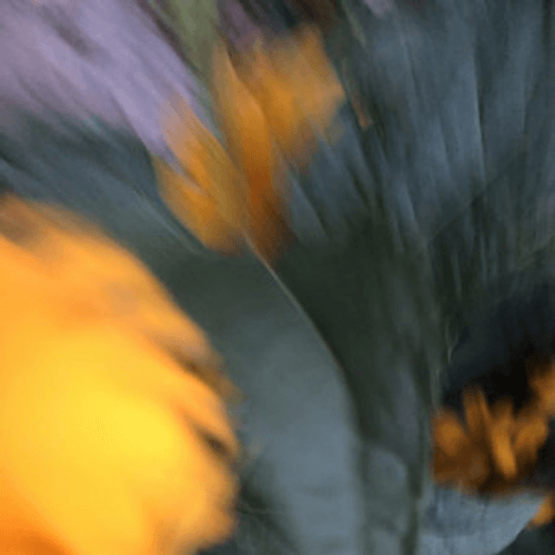 Holly North - Frontiers