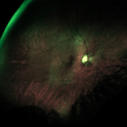 Geotic - Beaming Husband