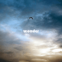 Billy Hammer - wonder